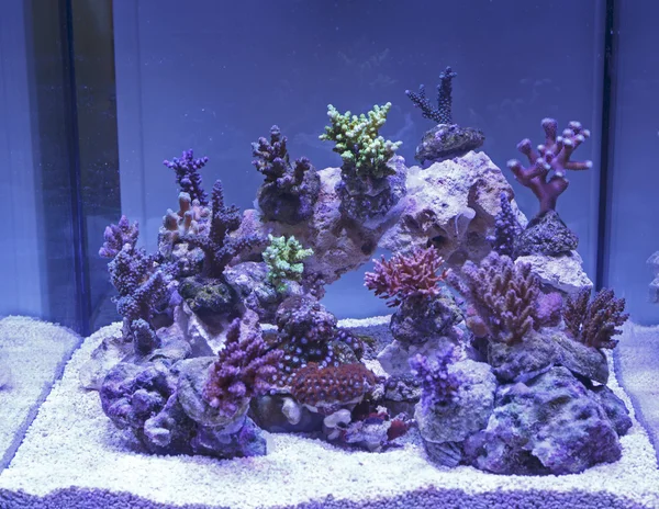 Marine aquarium — Stock Photo, Image