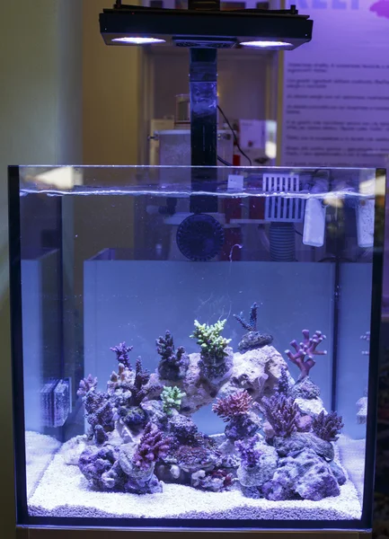 Deniz Akvaryumu — Stok fotoğraf