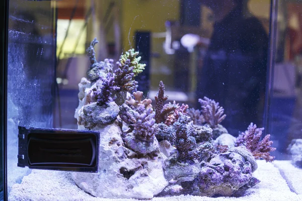 Marine aquarium — Stockfoto