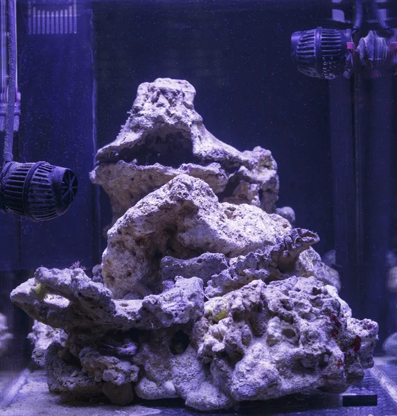 Aquarium récifal vide — Photo