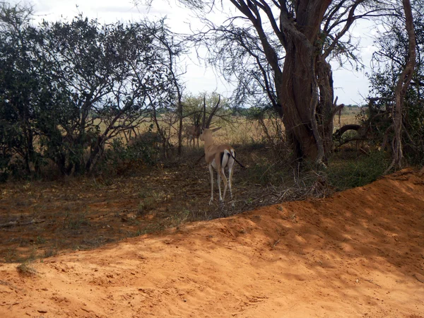 Troupeau d'impala — Photo