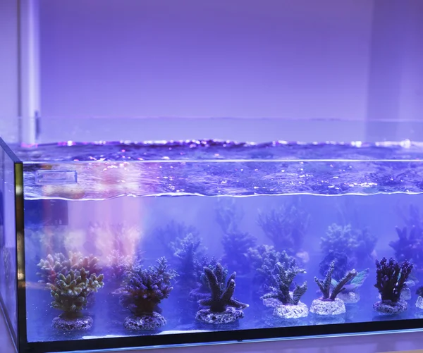 akvaryum mercan satıcı