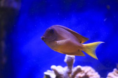 ctenochaetus truncatus