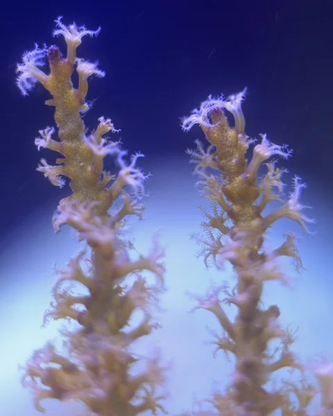 Mercan — Stok fotoğraf