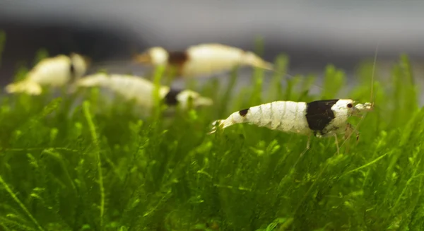 Caridina garnalen — Stockfoto