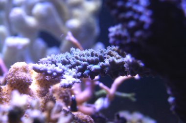 Acropora mercan
