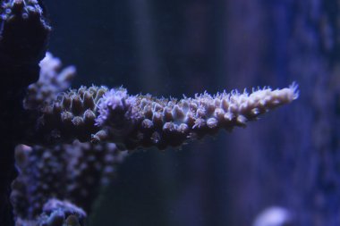 Acropora mercan