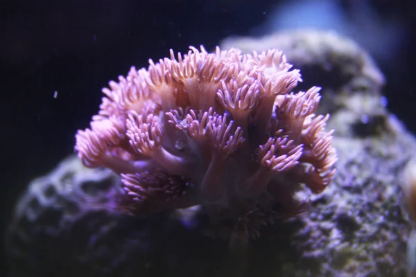 Goniopora mercan — Stok fotoğraf