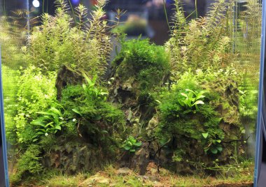 Planted aquarium clipart