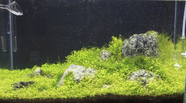 Planted aquarium clipart