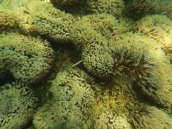 Marine life background — Stock Photo, Image