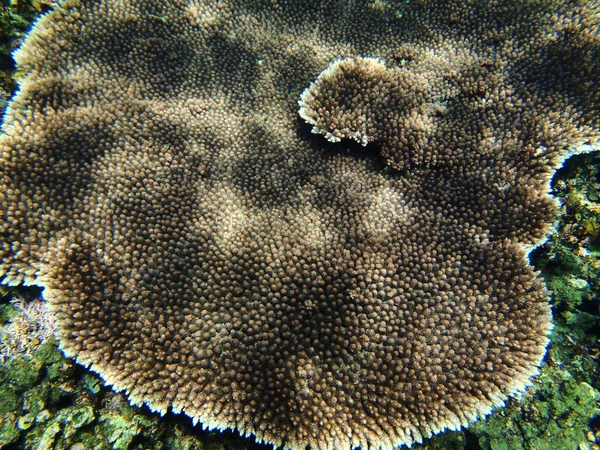 Hatalmas korall — Stock Fotó