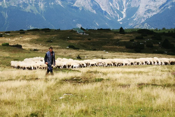 Shepherd in Molveno — Stock Photo, Image
