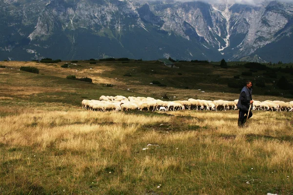 牧羊人在 molveno — 图库照片