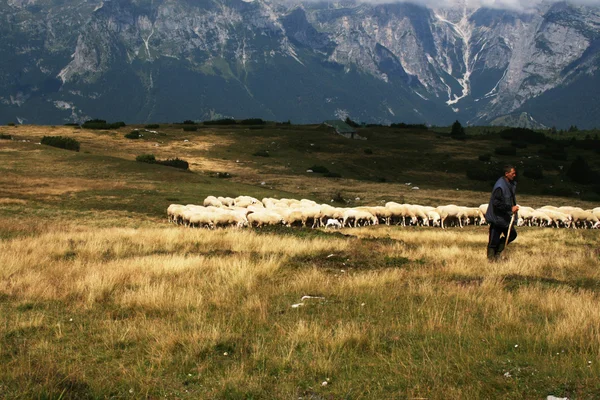 Herde i molveno — Stockfoto