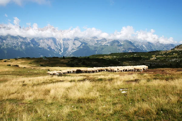 Ovejas pastando en la montaña — Foto de Stock