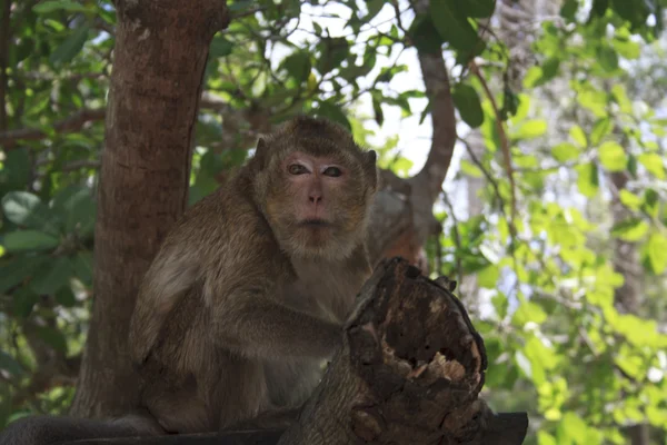 Vahşi maymun — Stok fotoğraf