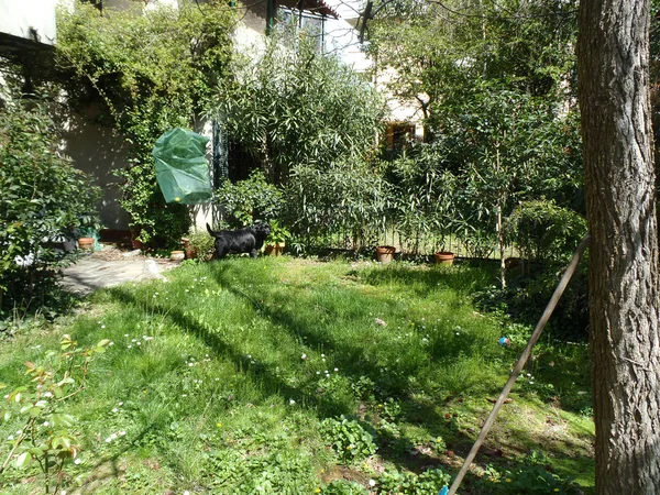 Черный лабрадор-ретривер стоит в саду — стоковое фото