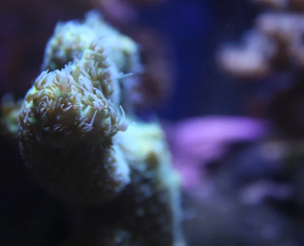 珊瑚现场 — 图库照片
