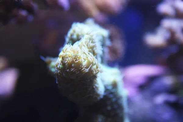 Коралловая сцена — стоковое фото