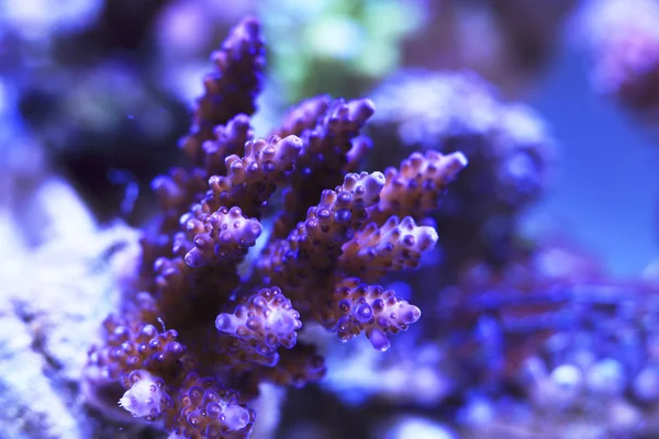 Scena di corallo — Foto Stock