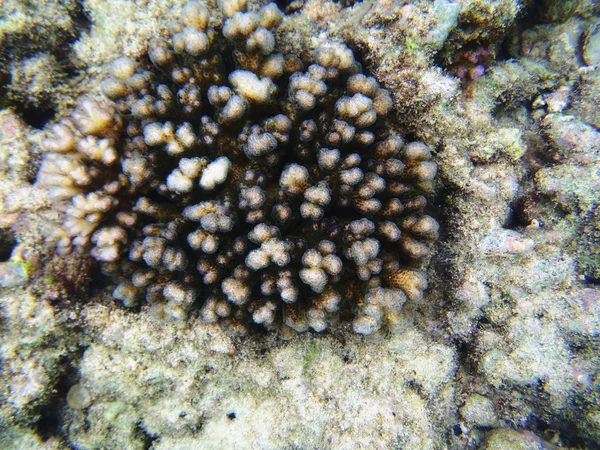 Pocillopora — Stock Photo, Image