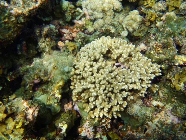 Cena de coral — Fotografia de Stock