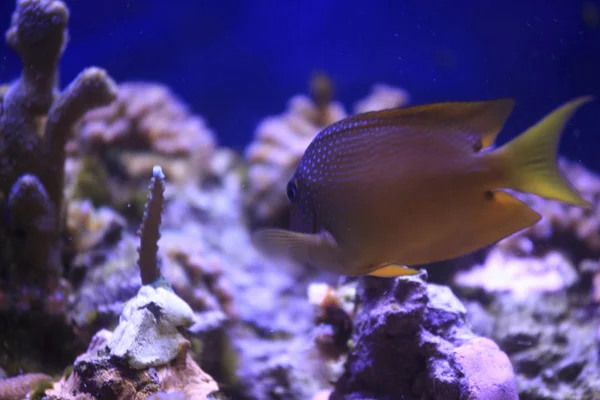 Fischbecken — Stockfoto