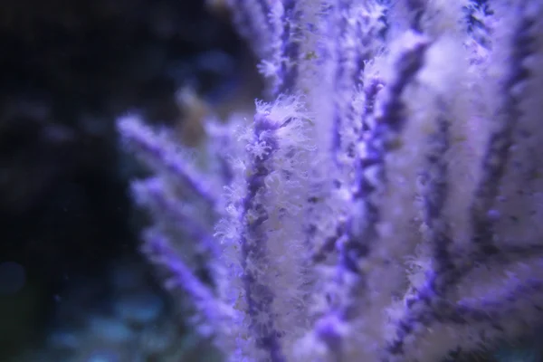 Gorgonian. Karibiska havet. — Stockfoto