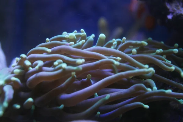 大きい鞭サンゴの美しさ — ストック写真