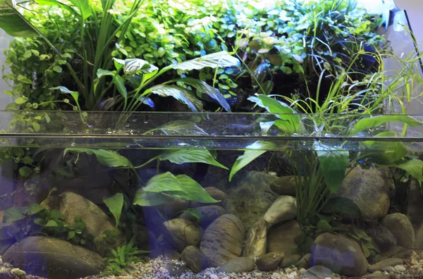 Planted aquarium — Stock Photo, Image