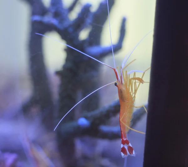 Cleaner shrimp -Lysmata amboinensis — Stock Photo, Image