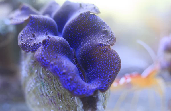 Giant tridacna clam — Stock Photo, Image