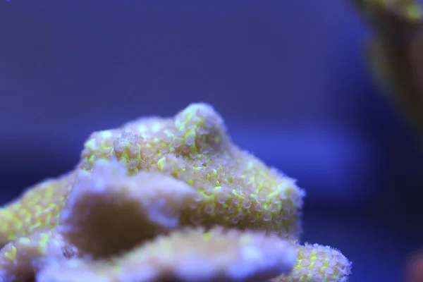 Montipora 珊瑚 — 图库照片