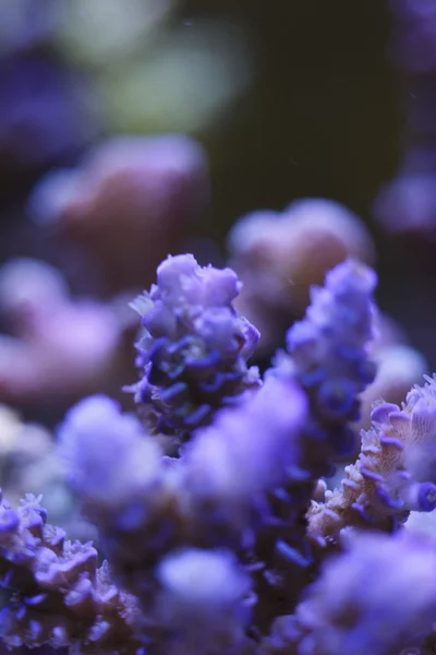 Coral branch detail — Stock Photo, Image