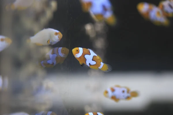 Small anemonefish in the aquarium — Stock Photo, Image