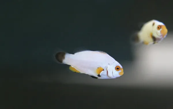 Petite anémone dans l'aquarium — Photo