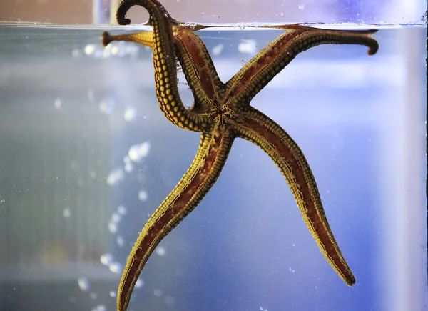 Aquarium star — Stock Photo, Image