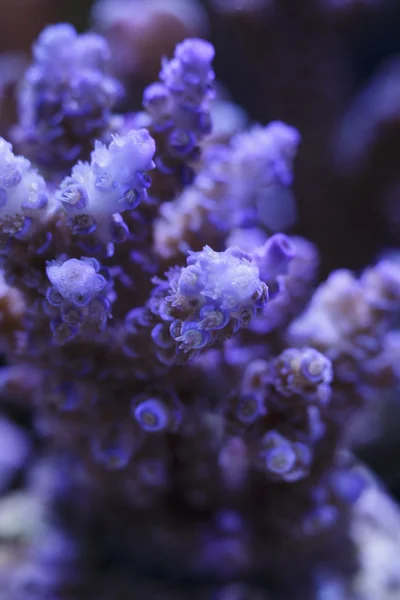 Coral branch detail — Stock Photo, Image