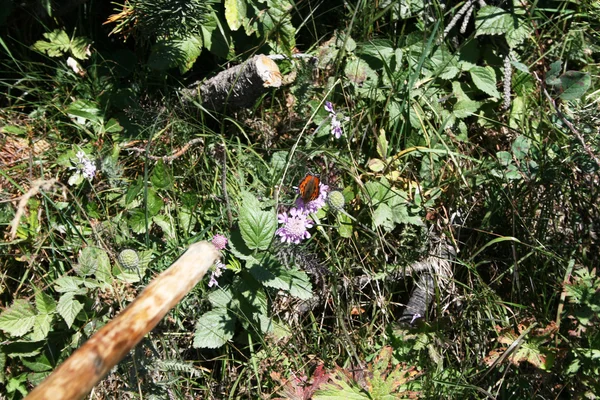 Метелик на квітці — стокове фото