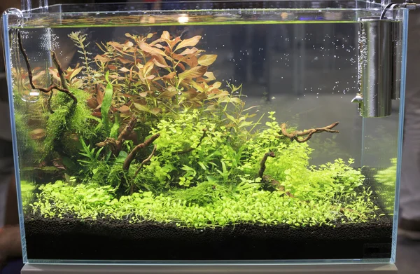 tatlı su akvaryum dikti