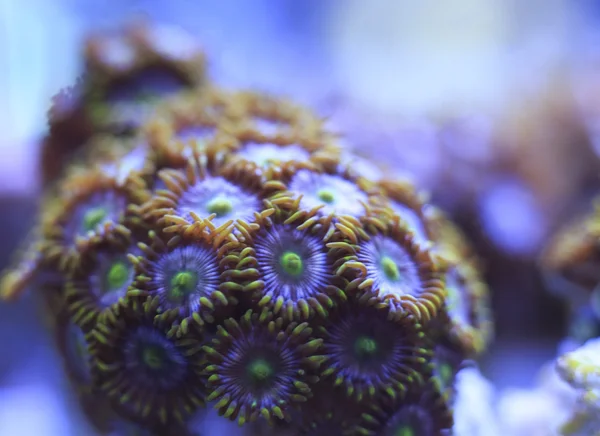 Zoanthids — Stok Foto