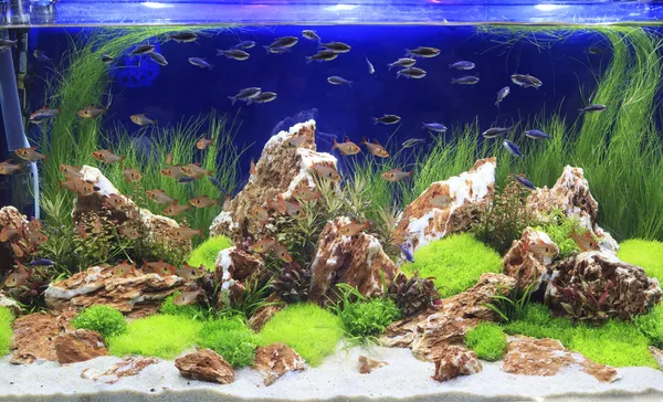 Süßwasser-Aquarium gepflanzt Royaltyfria Stockbilder