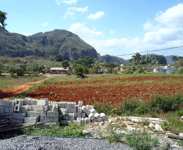 Campo de tabaco en Cuba —  Fotos de Stock