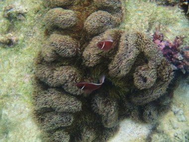 pembe anemone balıklar
