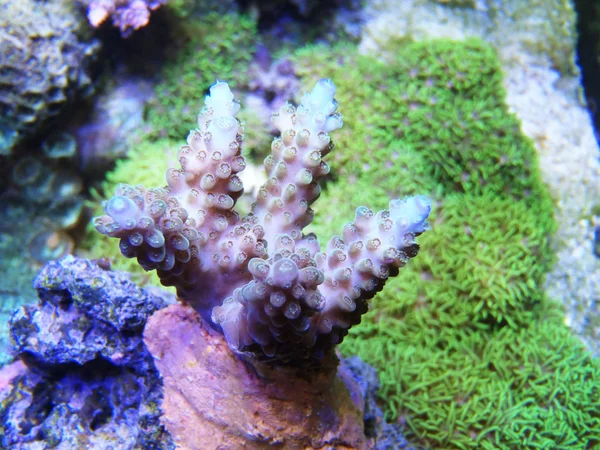 Koraller i akvarium - Stock-foto