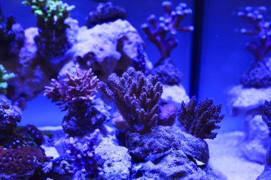 renkli tuzlu su akvaryumu