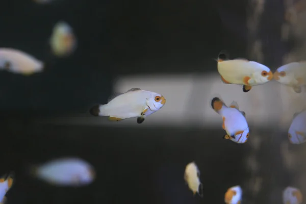 Clown Fish — Stock Photo, Image