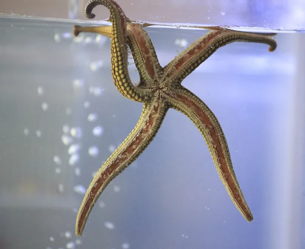 Starfish detail — Stock Photo, Image