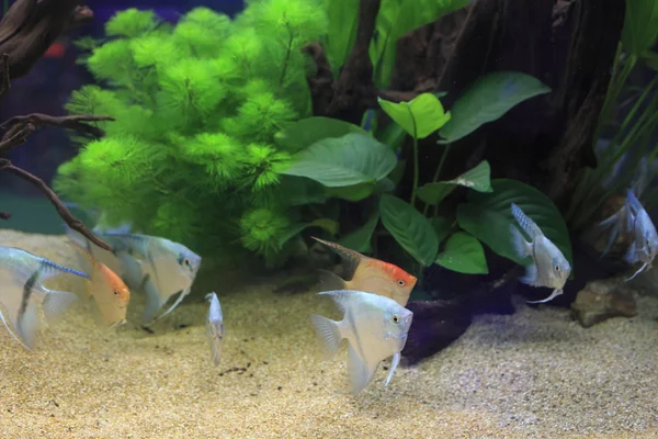 Посадив Рибки акваріумні — стокове фото